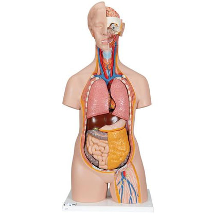 Klassisk Unisex Torso 14 dele