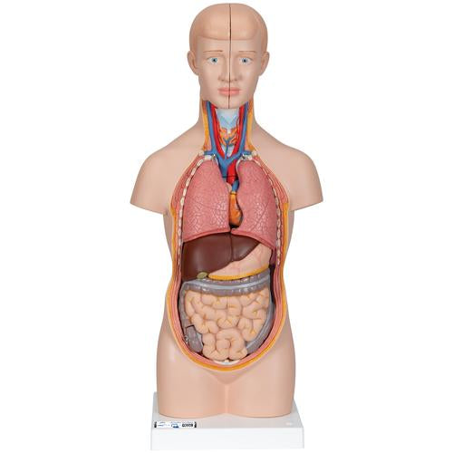 Mini Torso 12 dele
