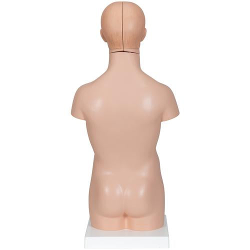 Mini Torso 12 dele