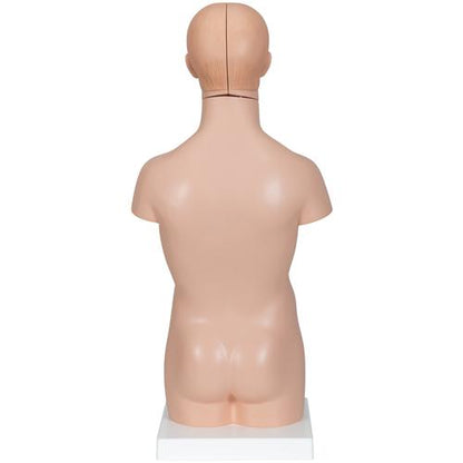 Mini Torso 12 dele
