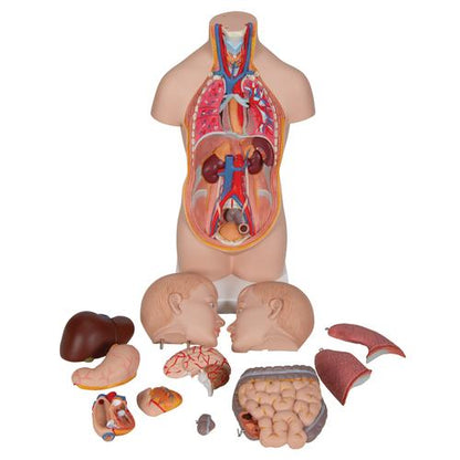 Mini Torso 12 dele
