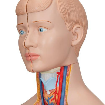 Mini Torso 12 dele