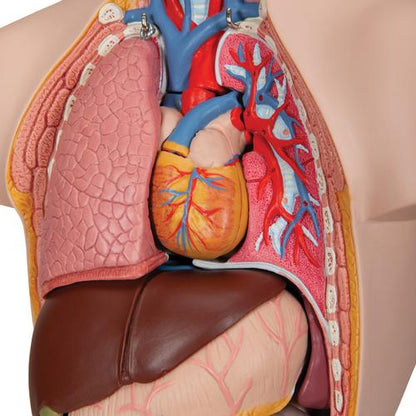 Mini Torso 12 dele