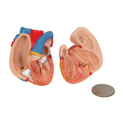 Mini Torso 12 dele