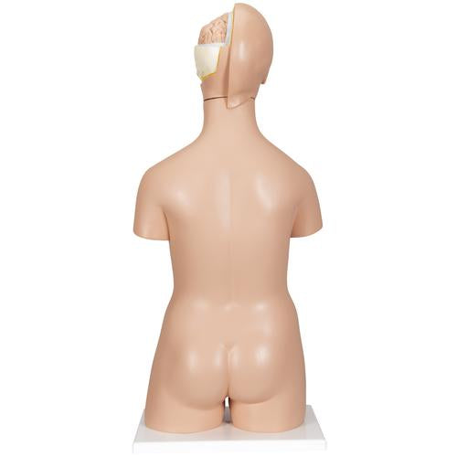 Torsomodel Deluxe, tvekønnet, 20 dele – billede 2