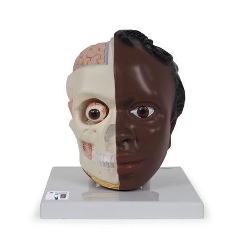 Hovedmodel, 2 dele, mørk hudtone