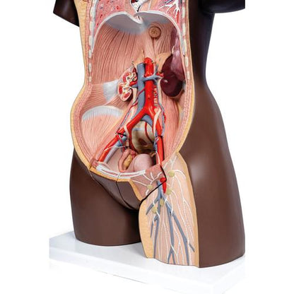 Torsomodel Deluxe, tvekønnet, 23 dele, mørk hudtone – billede 4