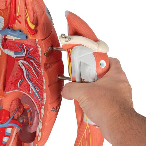 Muskelfigur i 3/4 størrelse, kvinde, uden indre organer, på metalstativ, 23 dele – billede 6