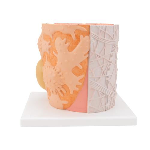 Muskelfiber 3B MICROanatomy, 10.000x forstørret – billede 4
