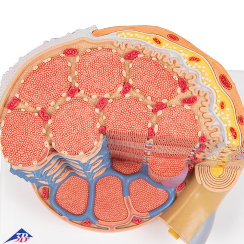 Muskelfiber 3B MICROanatomy, 10.000x forstørret – billede 8