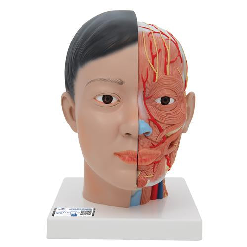 Hovedmodel Deluxe, asiatisk, med hals, 4 dele