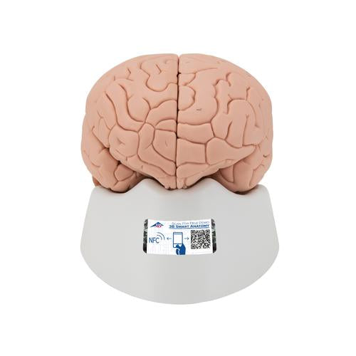 Hjernemodel, introduktion, 2 dele
