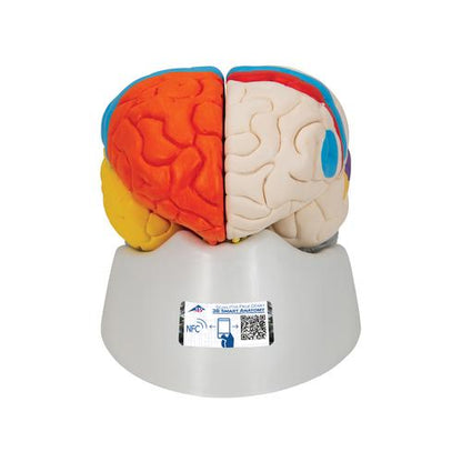 Neuroanatomisk Hjerne 8 dele