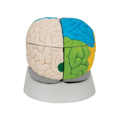 Neuroanatomisk Hjerne 8 dele