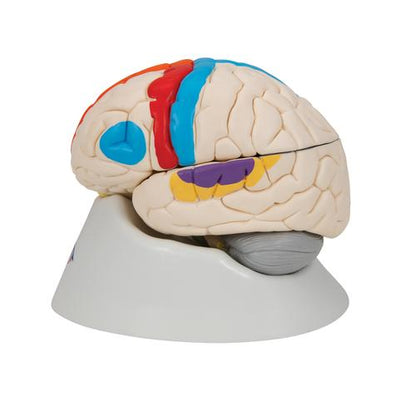 Neuroanatomisk Hjerne 8 dele