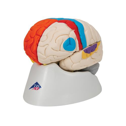 Neuroanatomisk Hjerne 8 dele