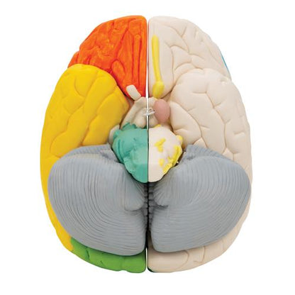 Neuroanatomisk Hjerne 8 dele