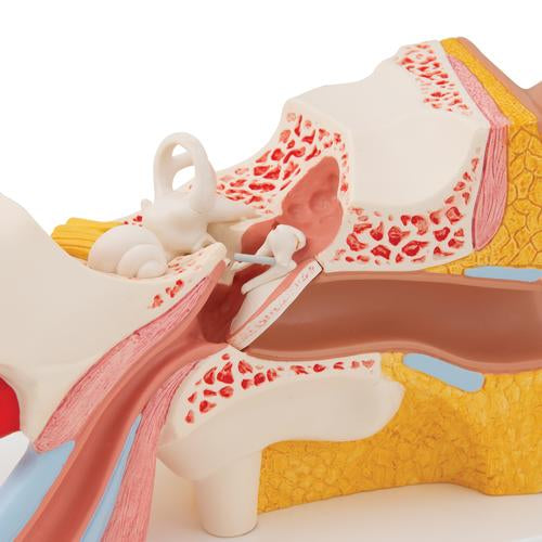 Kæmpe Øre 4 dele