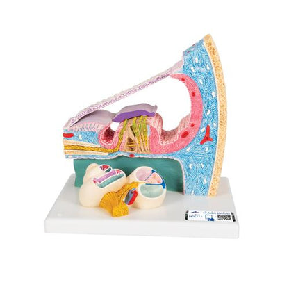 Model af Cortis organ med snegl (cochlea)