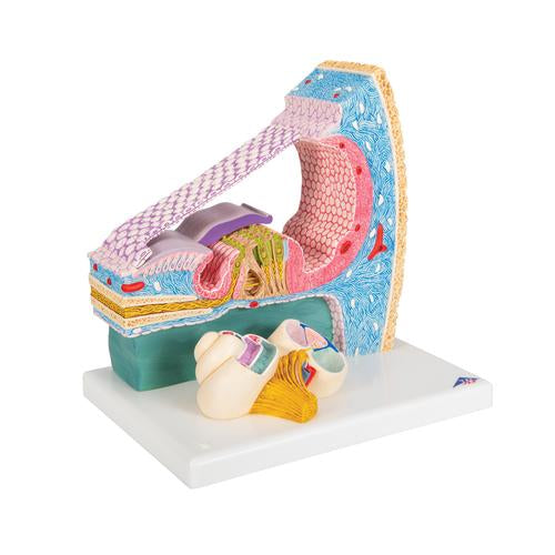 Model af Cortis organ med snegl (cochlea) – billede 2