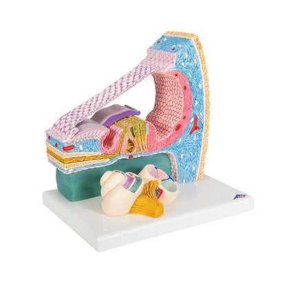 Model af Cortis organ med snegl (cochlea) – billede 2