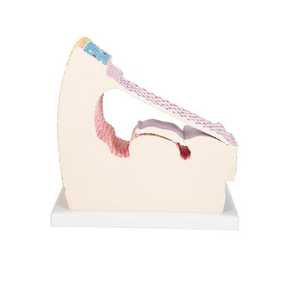 Model af Cortis organ med snegl (cochlea) – billede 4