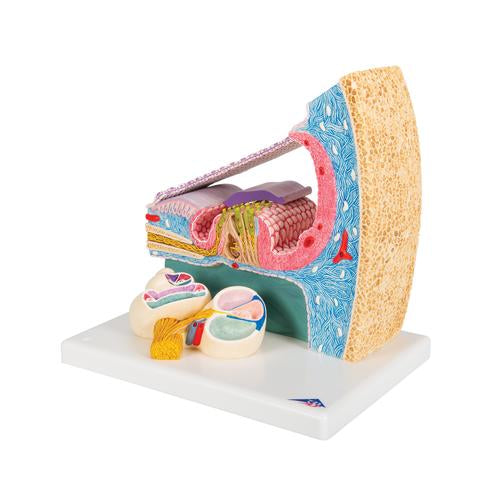 Model af Cortis organ med snegl (cochlea) – billede 6