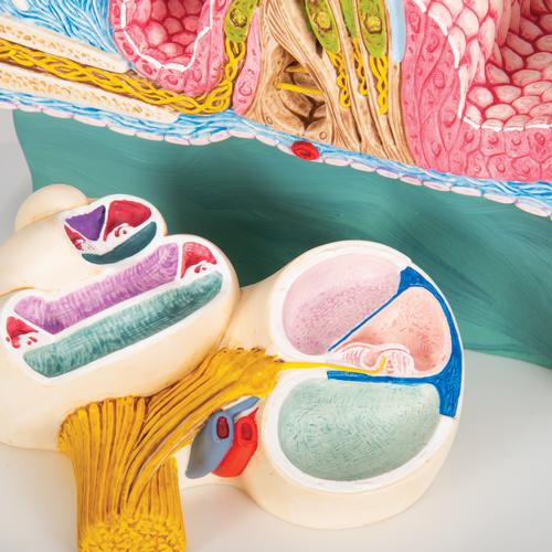 Model af Cortis organ med snegl (cochlea) – billede 7