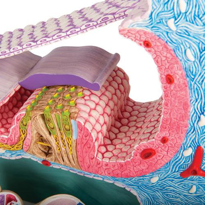 Model af Cortis organ med snegl (cochlea) – billede 8