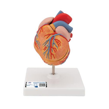 Hjertemodel Classic med venstresidig hypertrofi (LVH), 2 dele