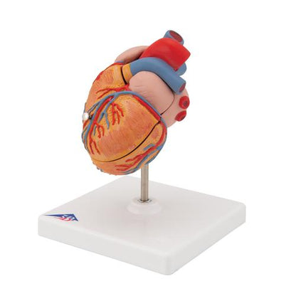 Hjertemodel Classic med venstresidig hypertrofi (LVH), 2 dele – billede 5