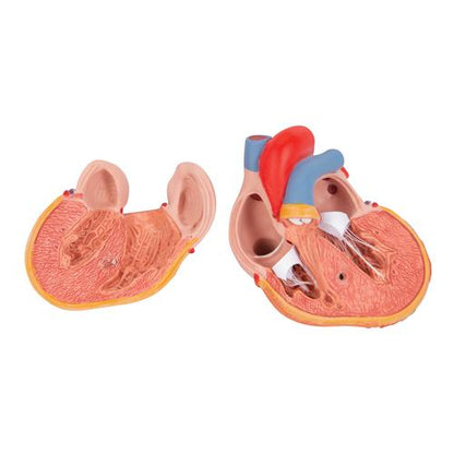 Hjertemodel Classic med venstresidig hypertrofi (LVH), 2 dele – billede 6