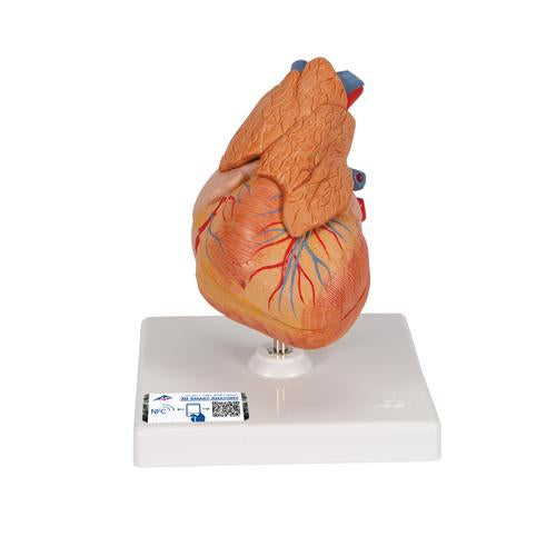 Hjertemodel Classic med thymus, 3 dele