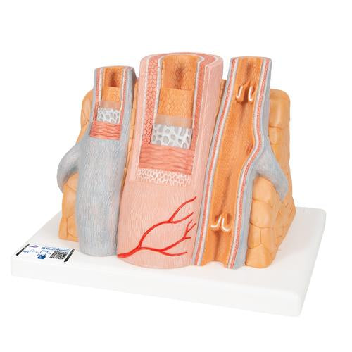Arterie og vene 3B MICROanatomy, 14x forstørret