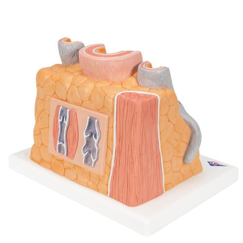 Arterie og vene 3B MICROanatomy, 14x forstørret – billede 2