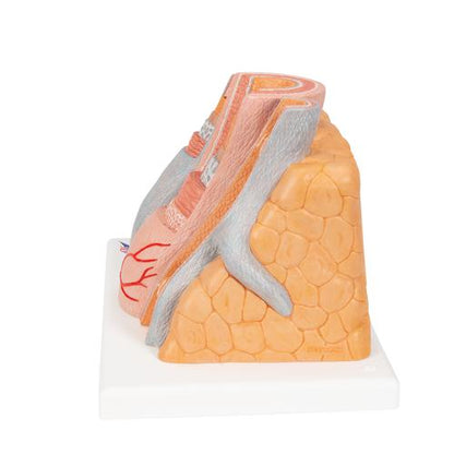 Arterie og vene 3B MICROanatomy, 14x forstørret – billede 5
