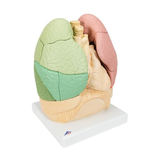Segmenteret lungemodel – billede 2