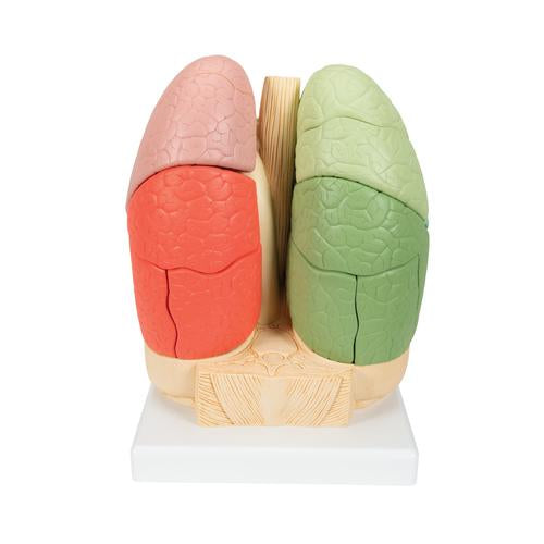 Segmenteret lungemodel – billede 3
