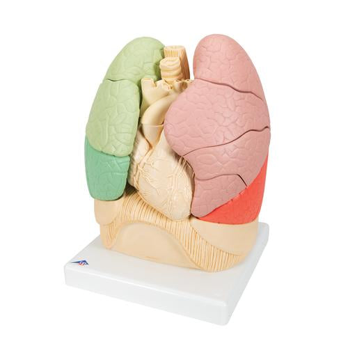 Segmenteret lungemodel – billede 4
