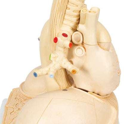 Segmenteret lungemodel – billede 7