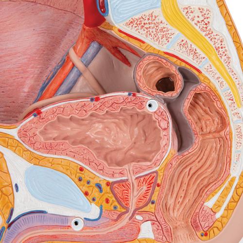 Mandligt Bækken Tværsnit