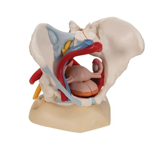 Kvindeligt Bækken Pelvis 6 dele