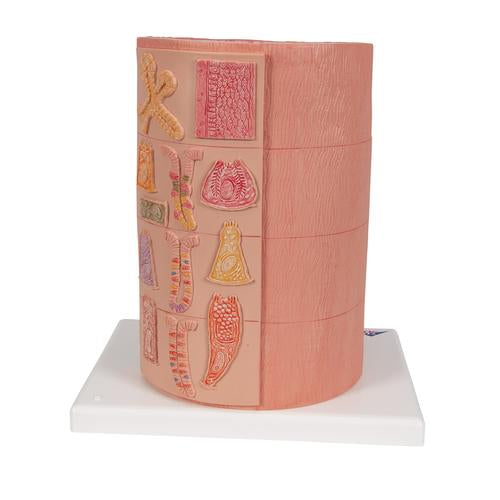 Fordøjelsessystemet 3B MICROanatomy, 20x forstørret – billede 4