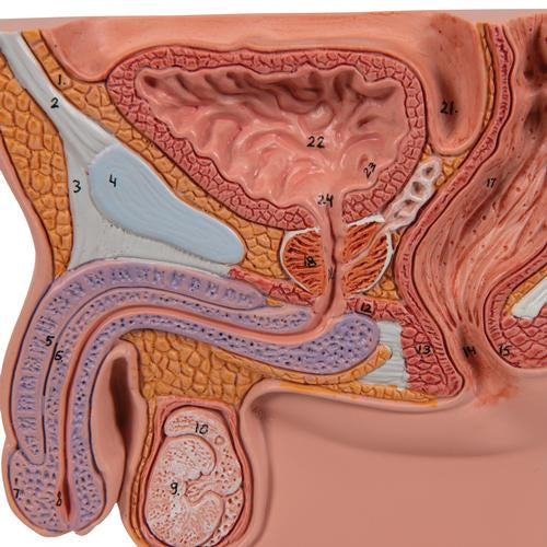 Prostatamodel, 1/2 naturlig størrelse – billede 8