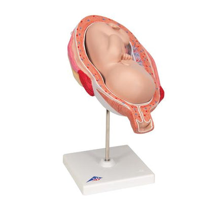 Fostermodel, 7. måned – billede 2