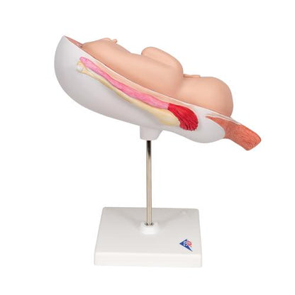 Fostermodel, 7. måned – billede 3
