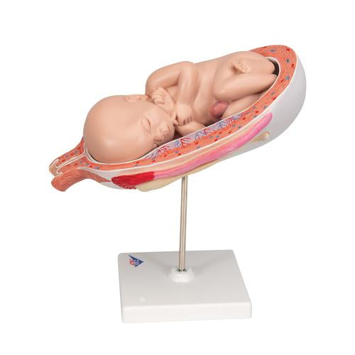 Fostermodel, 7. måned – billede 5