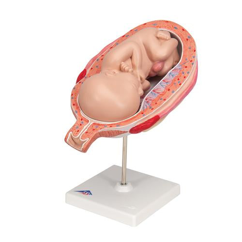 Fostermodel, 7. måned – billede 6