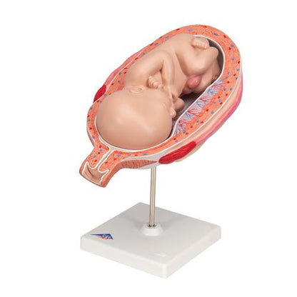 Fostermodel, 7. måned – billede 6