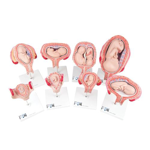 Graviditetsserie, 8 enkelte embryo- og fostermodeller
